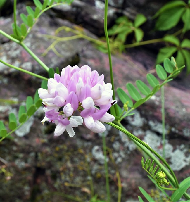 Crown vetch A cluster of white and purple flower petals on a green stem with sparse compound leaves.