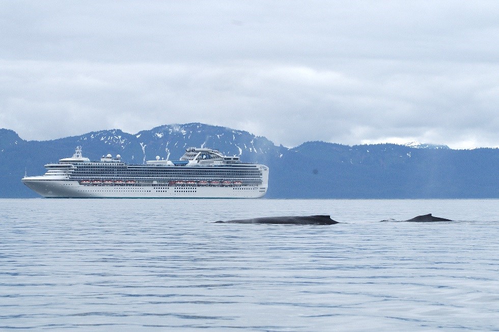 A cruise ship with a humpback whale in the foreground.