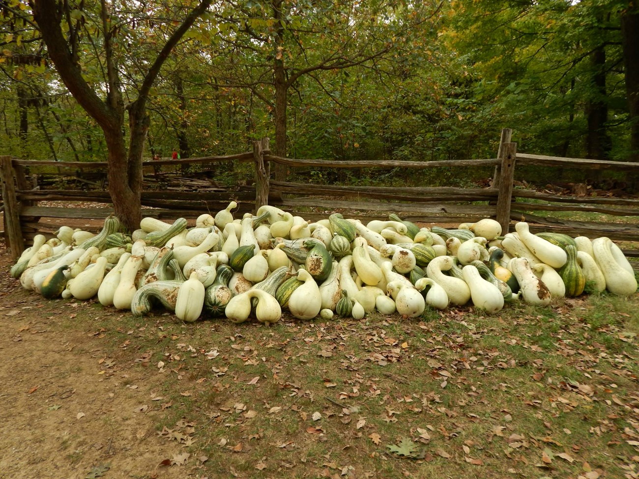 cushaw 3 multiple harvested white crookneck cushaw squash on the ground in front of a split rail fence