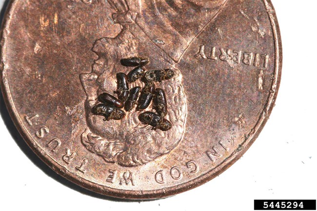 Walnut twig beetles on a penny for scale. Ten of them barely cover half of Abe Lincoln's face.