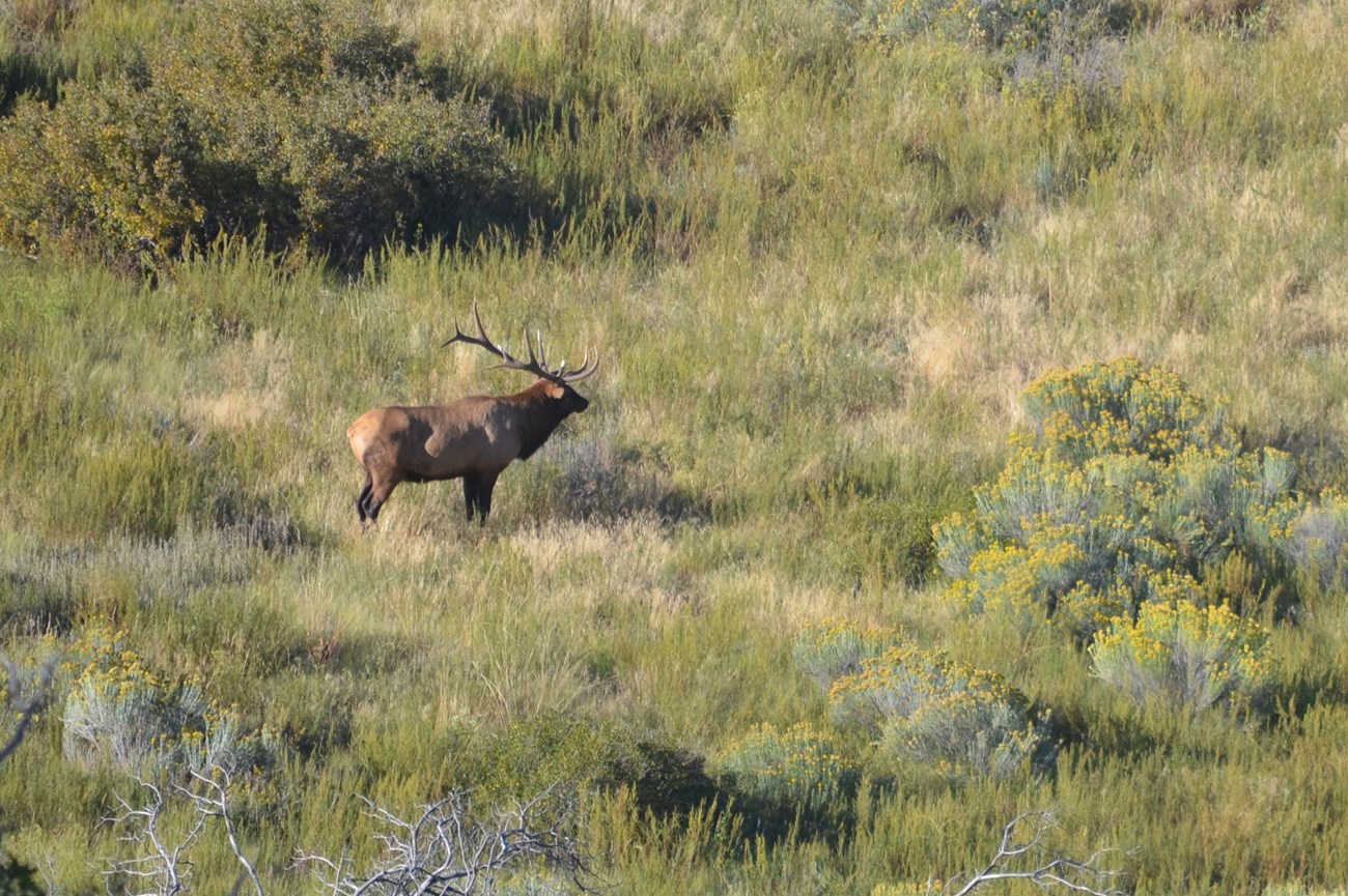 Male elk An elk with antlers stands in an area with low vegetation.
