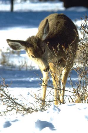 Deer browsing on a shrub.