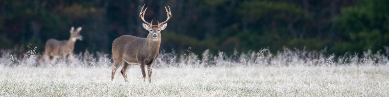 two deer safe distance Two deer in a meadow