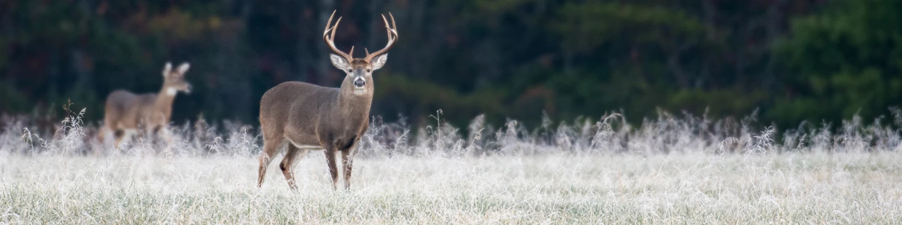 two deer safe distance Two deer in a meadow