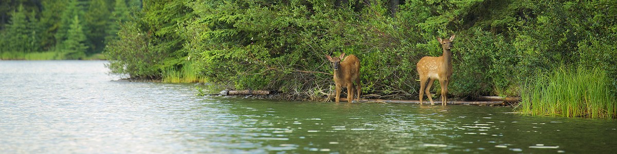 Two deer standing in a pond