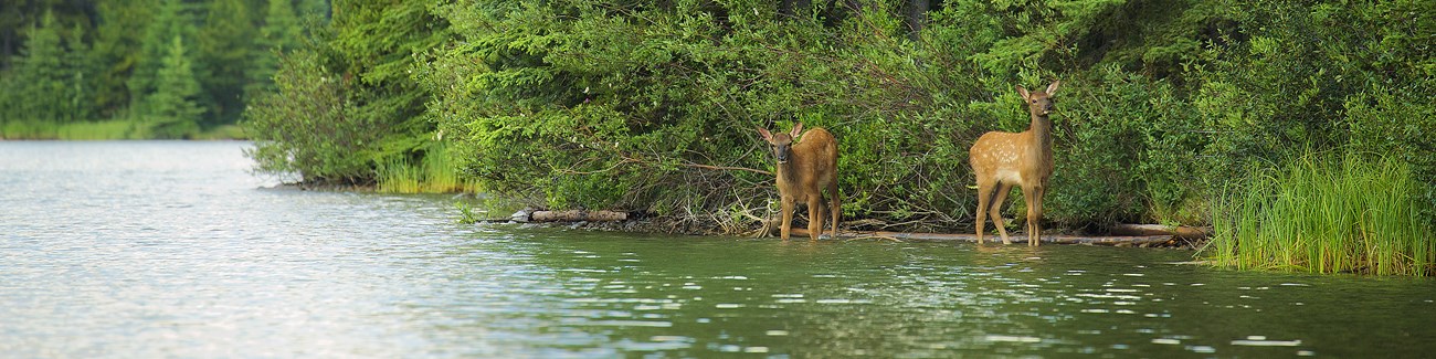 deerpond Two deer standing in a pond