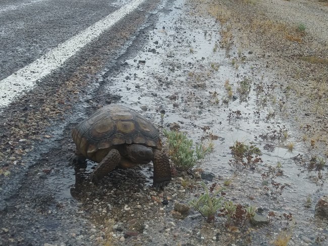 A desert tortoise walks next to a road in the rain.