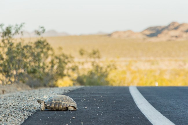 Desert tortoise crossing the road
