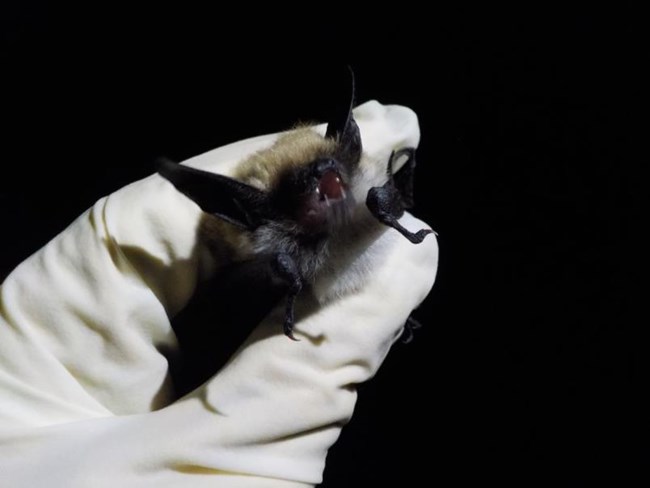 A small black bat gently held in a gloved hand A small black bat gently held in a gloved hand