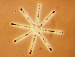 Diatoms such as this Asterionella have distinctive shapes that make them easy to identify.