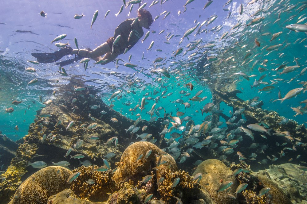 person snorkels with fish swimming nearby