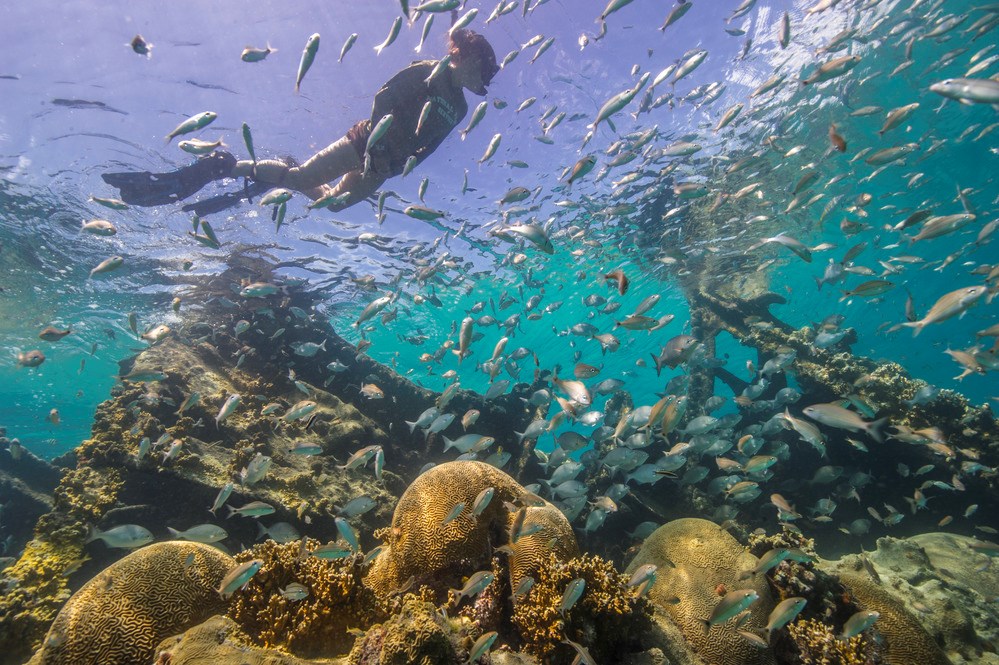 diver_DRTO person snorkels with fish swimming nearby