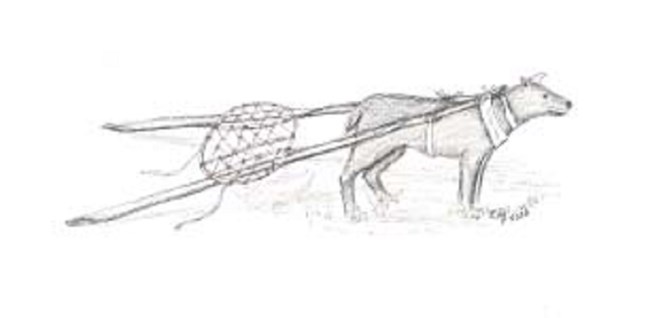 Dog Travois Illustration of a dog with 2 long poles harnessed to its back. An oval net connects the poles midpoint before touches ground.