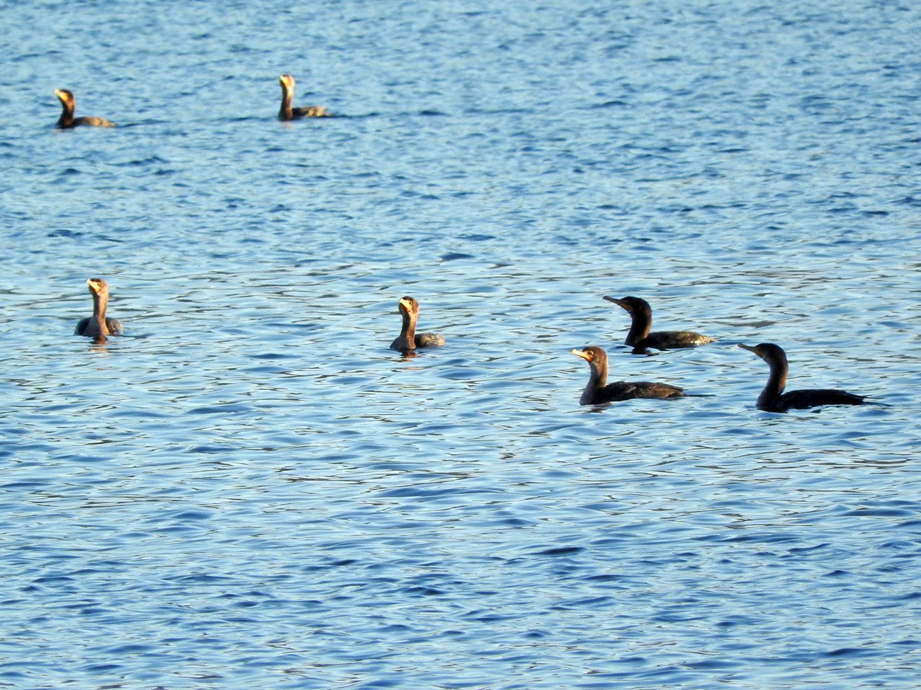 Double-crested cormorants Group of seven double crested cormorants on calm, blue water.