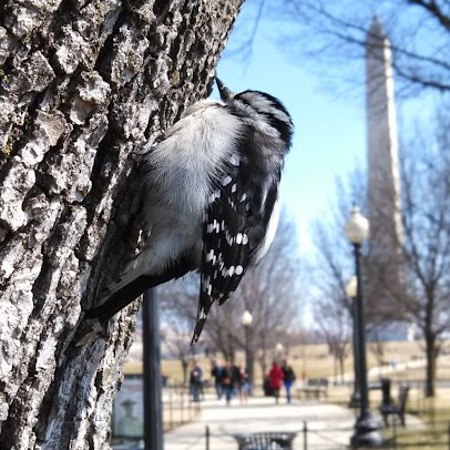 Downy Woodpecker clings to a tree with the Washington Monument in the background.