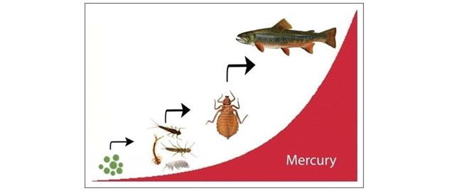 Diagram of biomagnification up the food chain, from plants to mayfly larvae to dragonfly larvae to fish to birds.