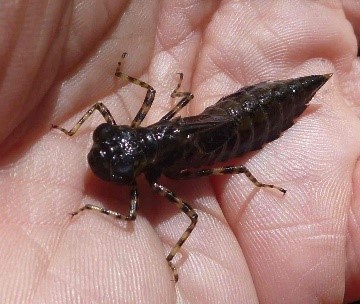 dragonfly larvae in the Aeshnidae family