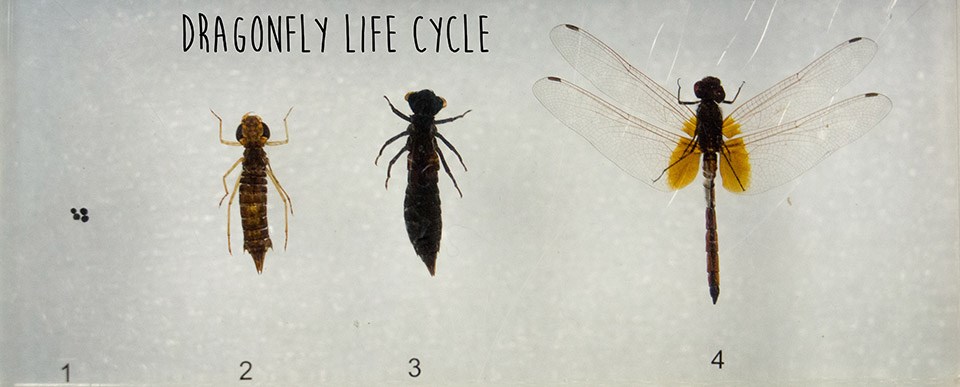 larval and adult stages of dragonflies encased in plastic with the words dragonfly life cycles atop photo