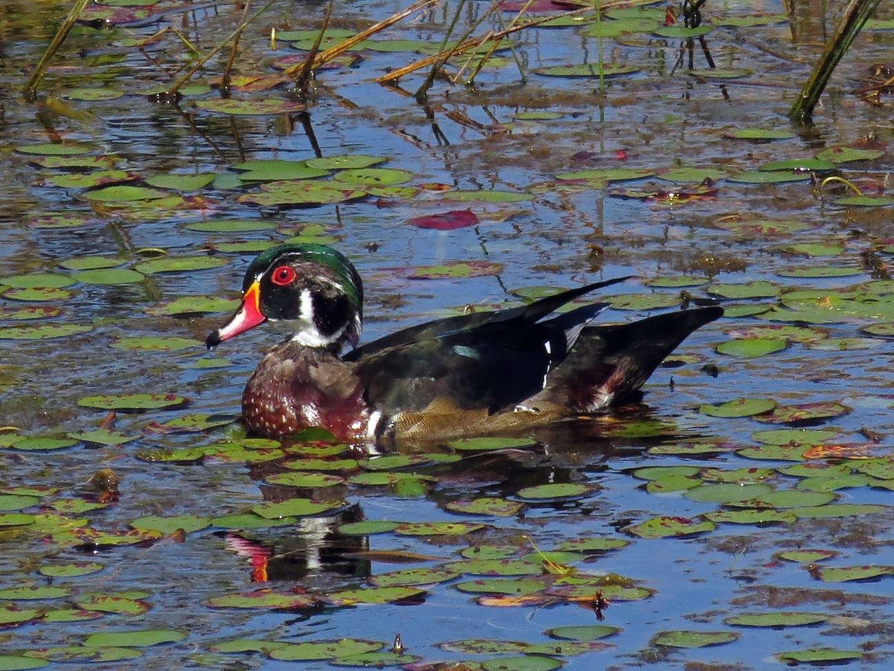 A male wood duck floats among the lily pads on the Wood River in Rhode Island A male wood duck floats among the lily pads on the Wood River in Rhode Island