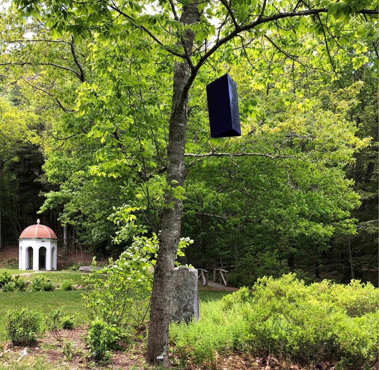Prism trap for EAB at Sieur de Monts Purple prism trap at Sieur de Monts spring