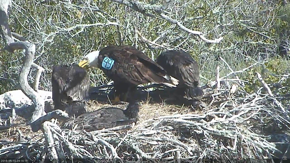 Adult female A49 feeding her eaglets at Fraser Point Adult bale eagle with the number 49 on a tag on her wing, feeding one of three nearly grown eaglets on her nest
