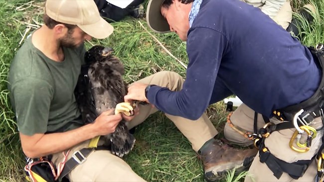 One biologist holds a young bald eaglet while another secures a metal band to one of the birds legs