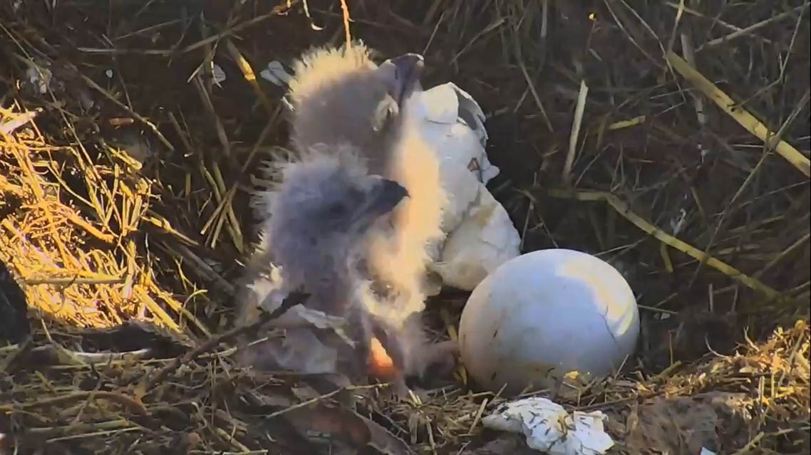 Two tiny white eagle chicks  in their nest next to an egg