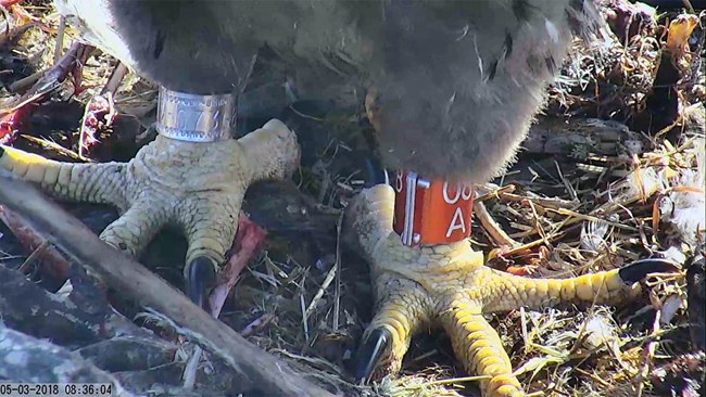 Webcam screenshot of an eaglet's feet and legs showing a shiny new metal band on each leg