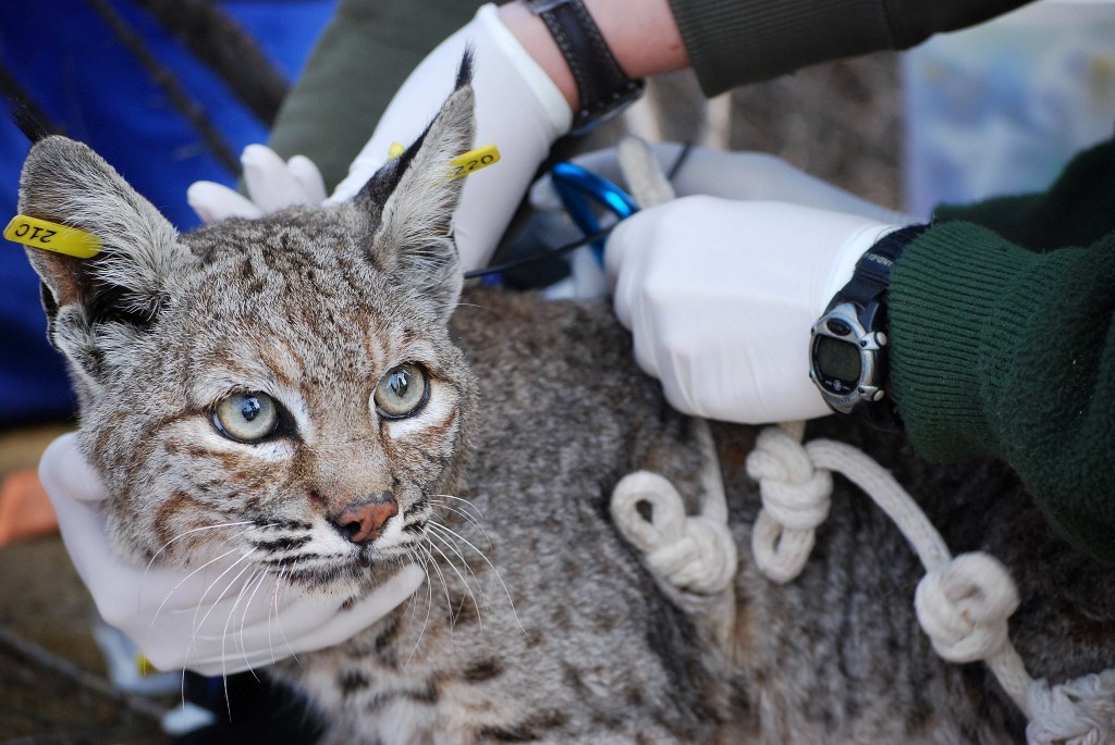 An ear-tagged bobcat as biologists prepare to weigh it