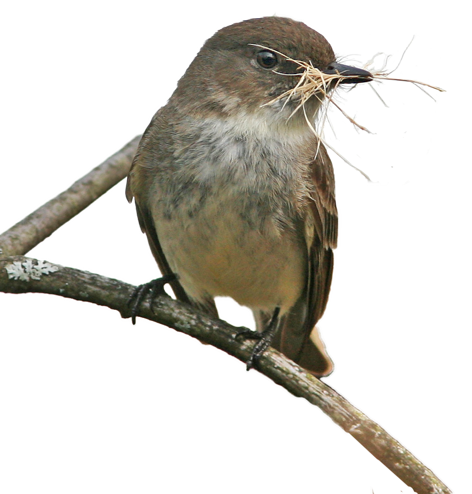 An Eastern Phoebe sits on a branch with a mouthful of dry grass.