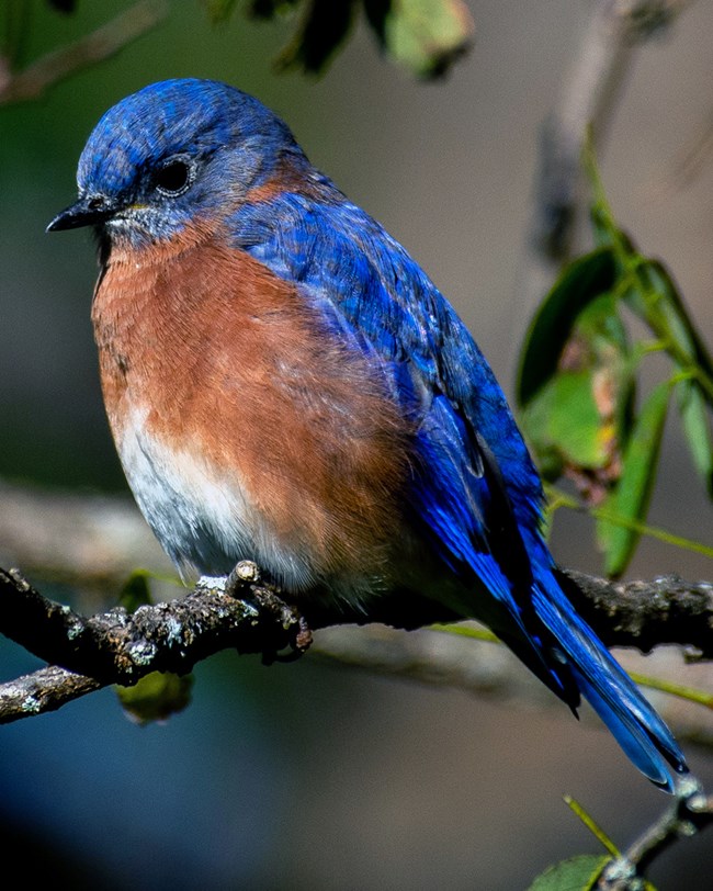 A small bird with a blue head, back, and tail and a brown and white chest