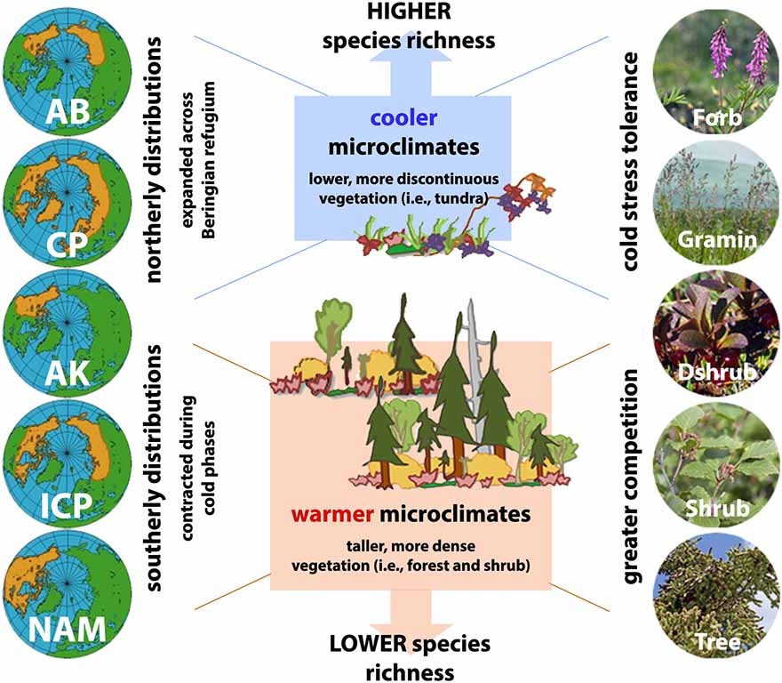 Infographic summarizing how climate impacts plant diversity