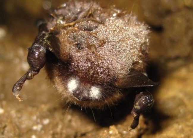 White nose fungus growing on a brown bat