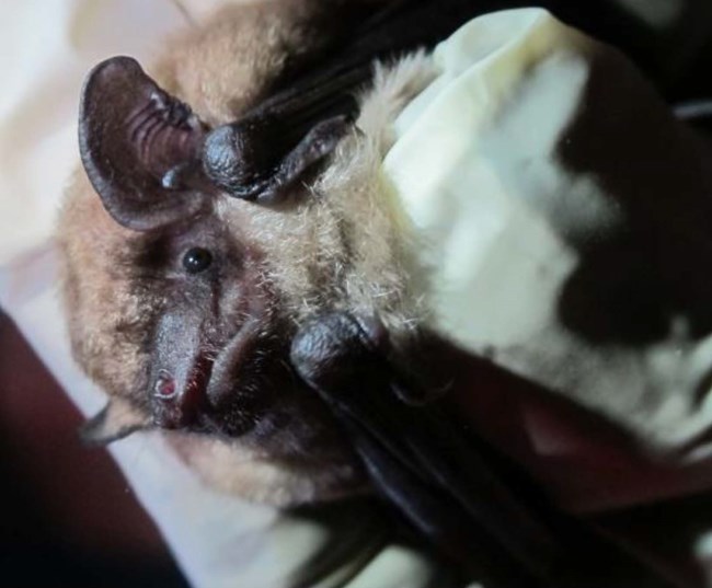 A bat with very large ears being held gently in a gloved hand