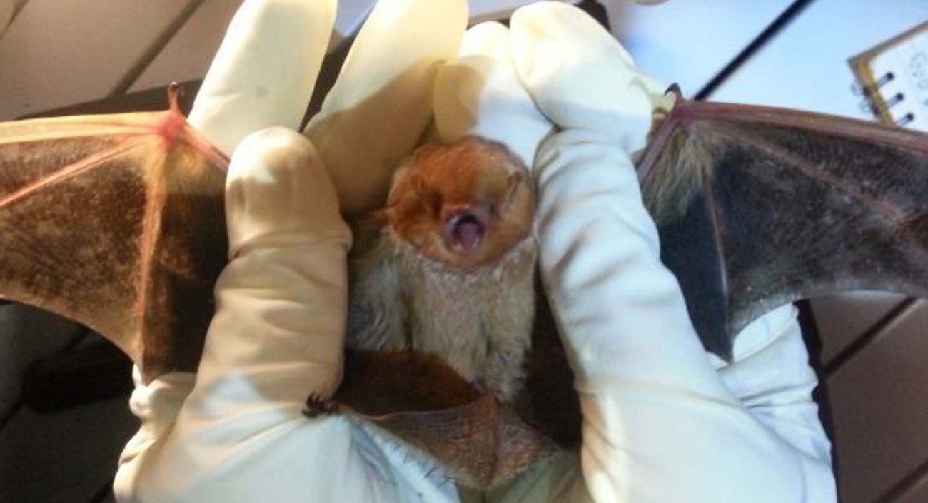 A feisty looking red bat being gently held in gloved hands to examine the wingspan