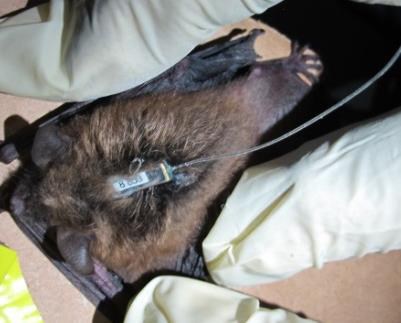 A bat with a small electronic devise with a wire attached carefully to its back