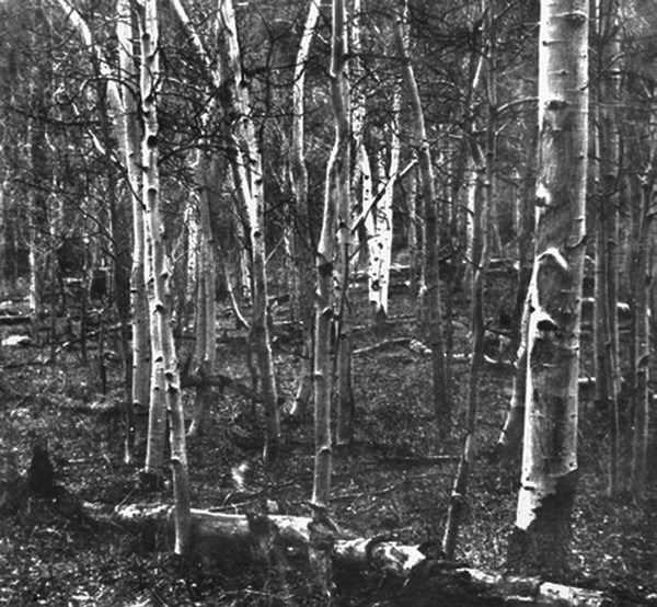 Aspen browsed by elk in Horseshoe bend Park, 1931.