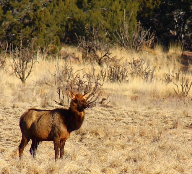 Elk brown four legged animal standing in open grass field