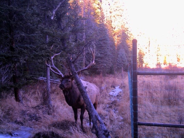 Elk Outside Exclosure Male elk stands outside of exclosure fencing.