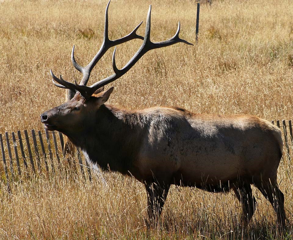 Bull elk with large antlers