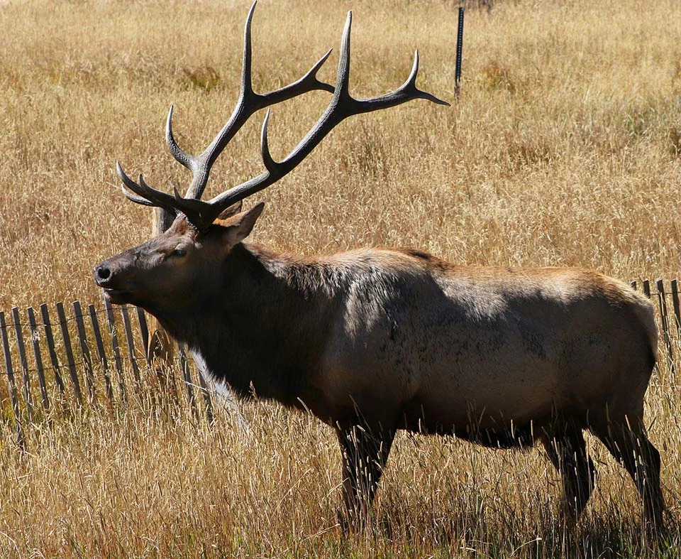 Bull elk with large antlers Bull elk with large antlers