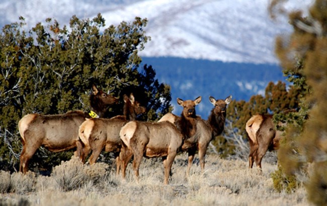 Elk a group of elk