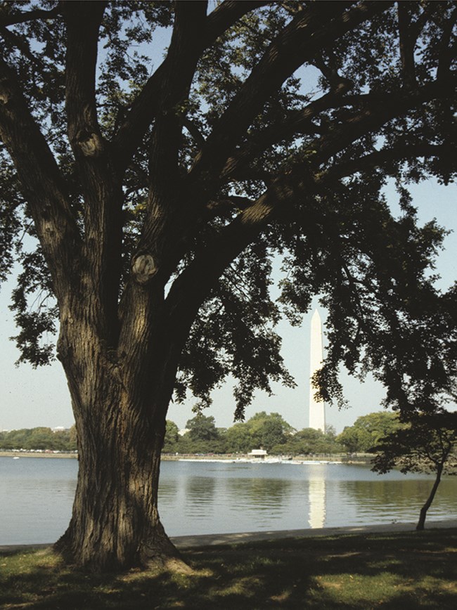 American elm and Washington Monument A large American elm tree with the Washington Monument in the background.