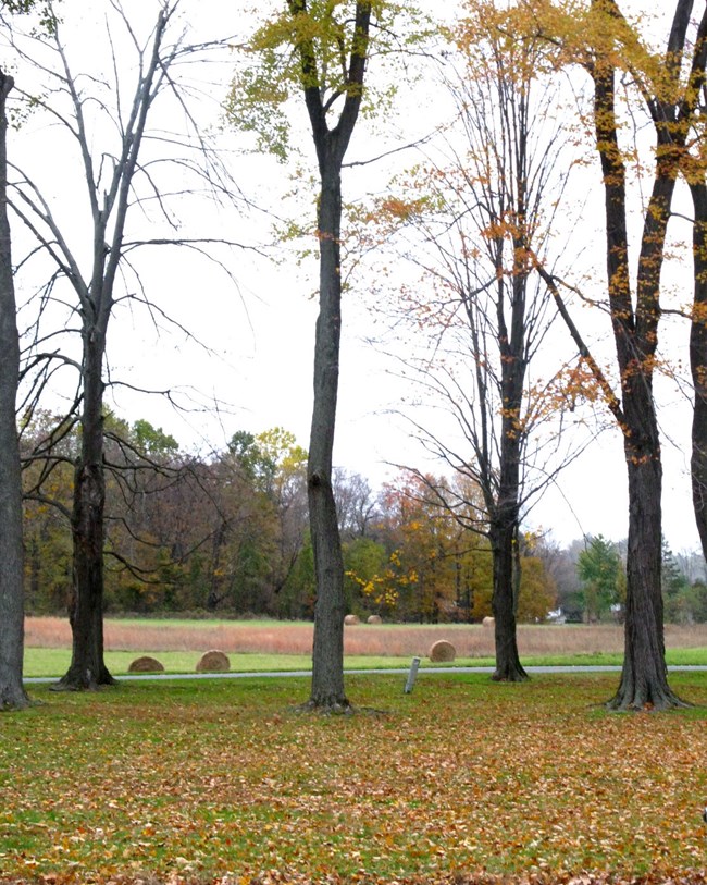 trees and field