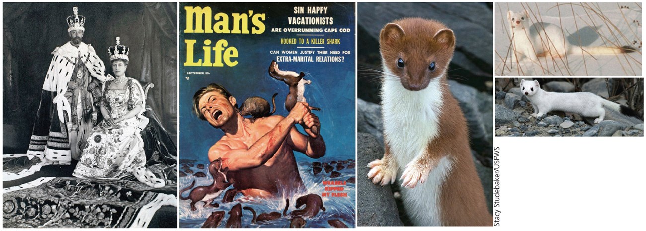 Left to right - black and white image of King George V and Queen Mary dressed in royal robes.  Man's Life cover with weasels attacking a man waist deep in water. An ermine in summer pelage. A long-tailed weasel in white, and a short tailed weasel in white