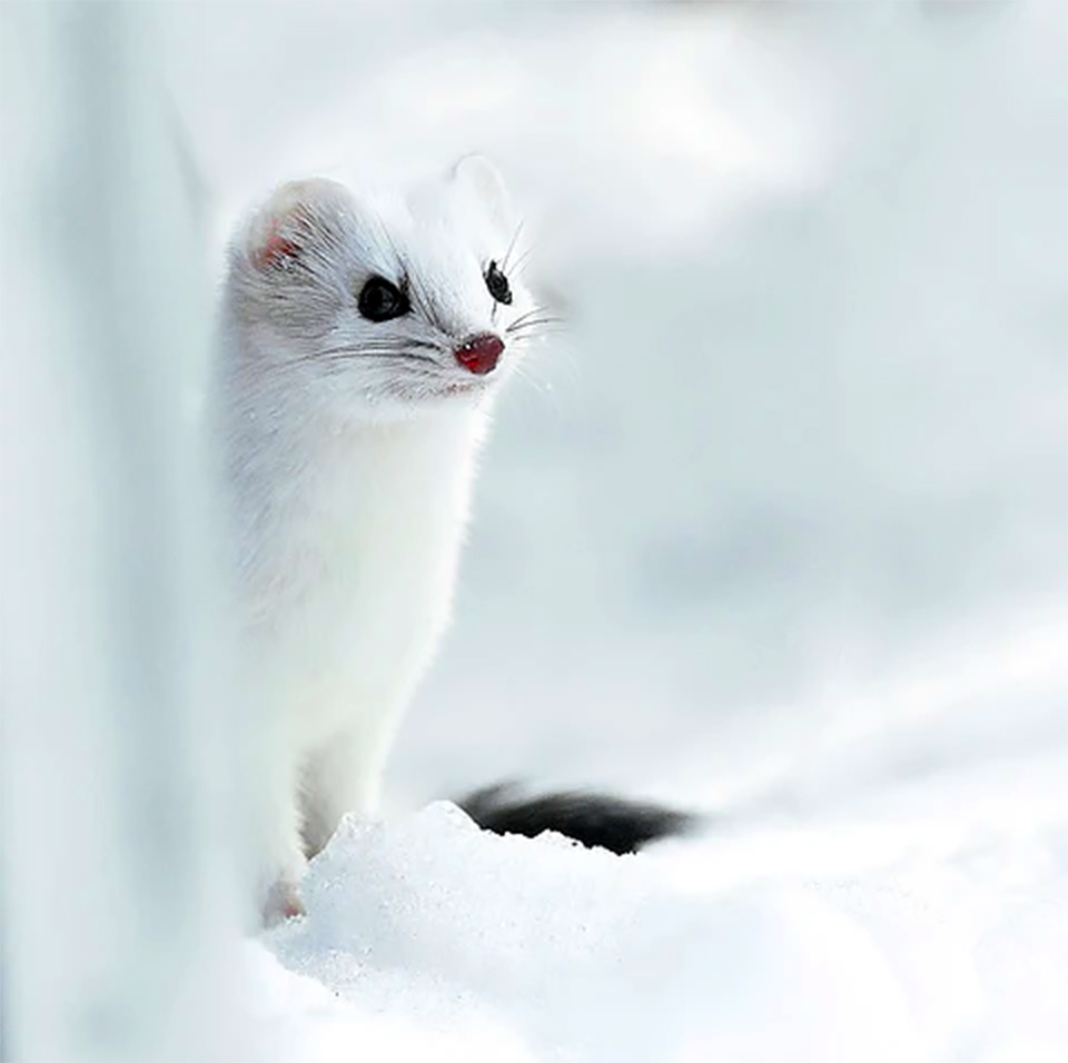 pure white ferret