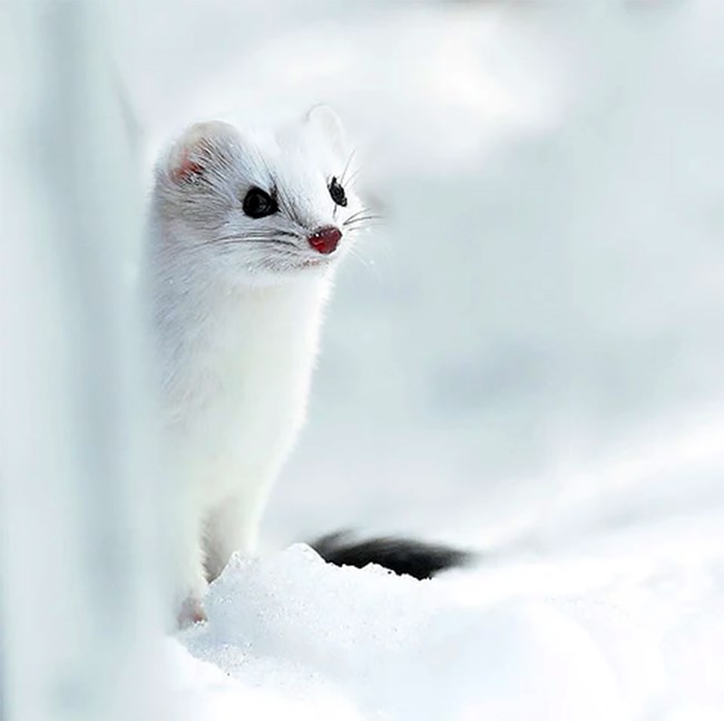An white-furred ermine peers straight in the snow.