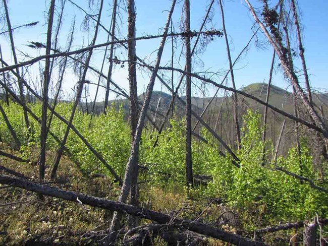 boreal forest with burned trees standing in the foreground.