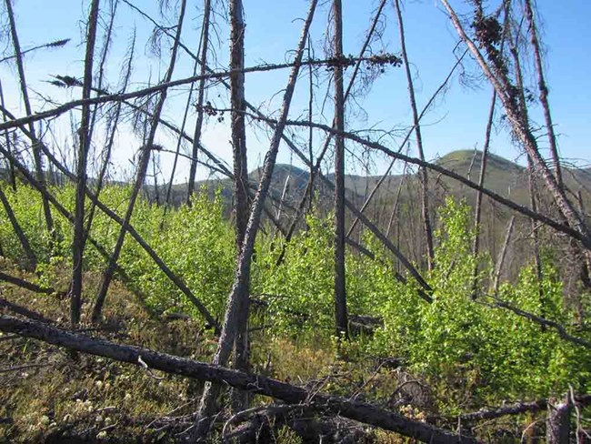 Boreal forest with burned trees standing in the foreground. boreal forest with burned trees standing in the foreground.