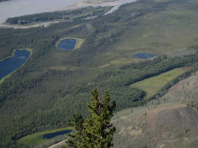 Boreal forest with large ponds and the Yukon River.